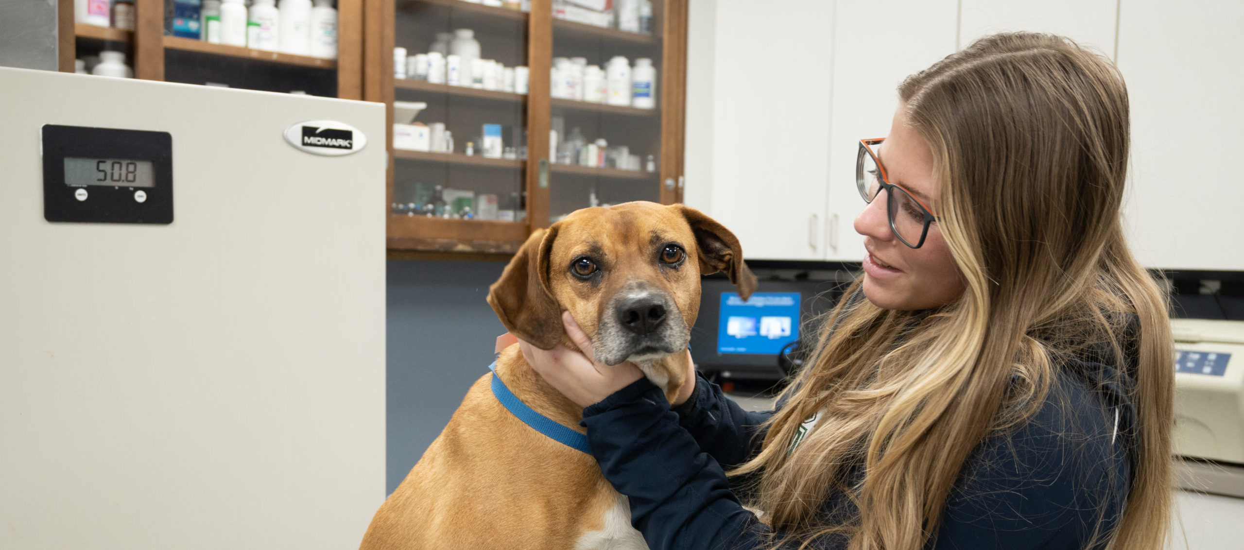 A brown dog looks straight ahead while being pet by a veterinarian.