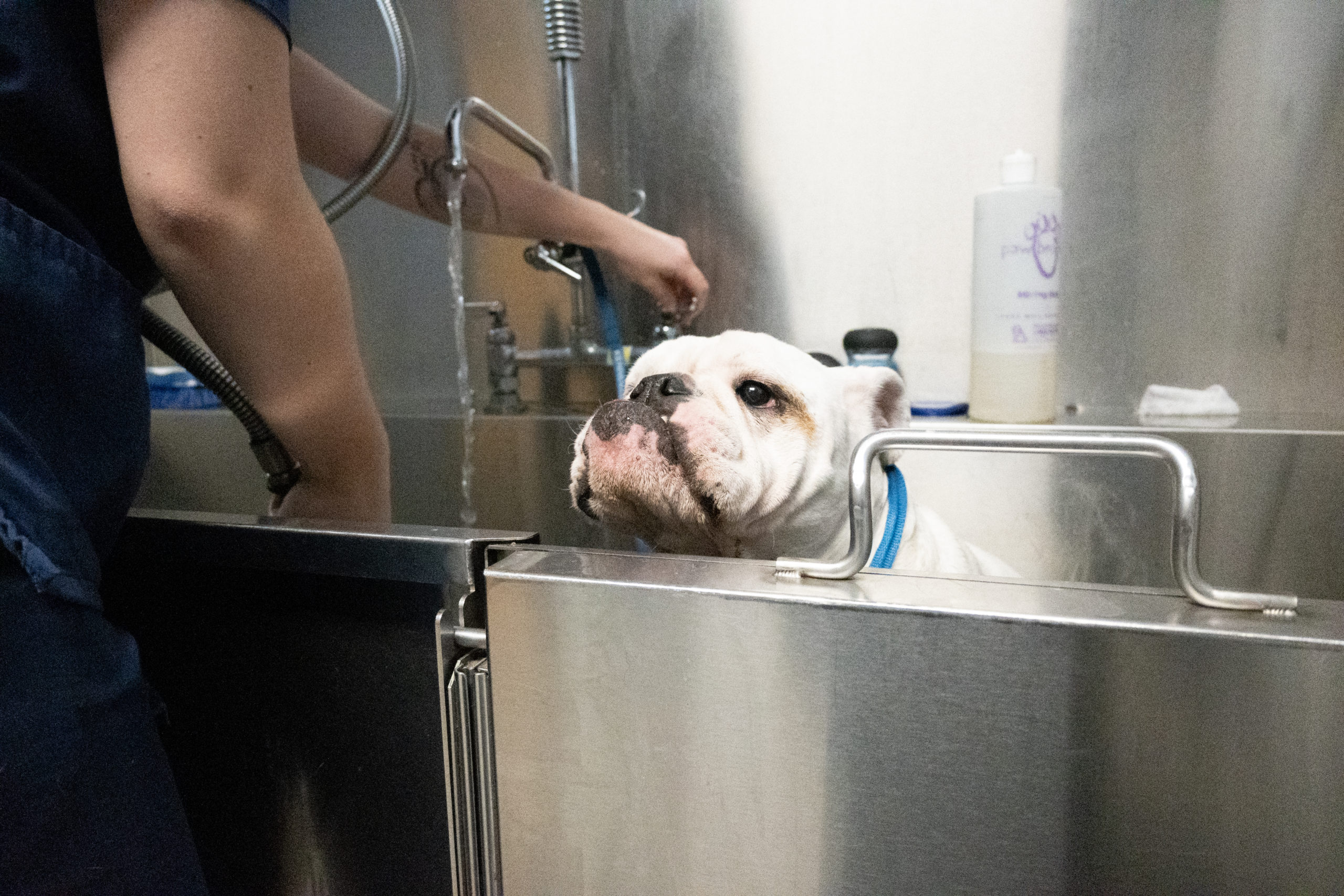A bulldog looks out from the tub it is getting a bath in.