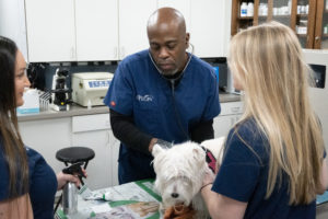 A vet and vet technicians perform a routine wellness exam on a small white dog. 