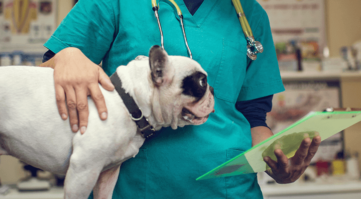 A small white dog with a black ring around it's eye gets ready for surgery.