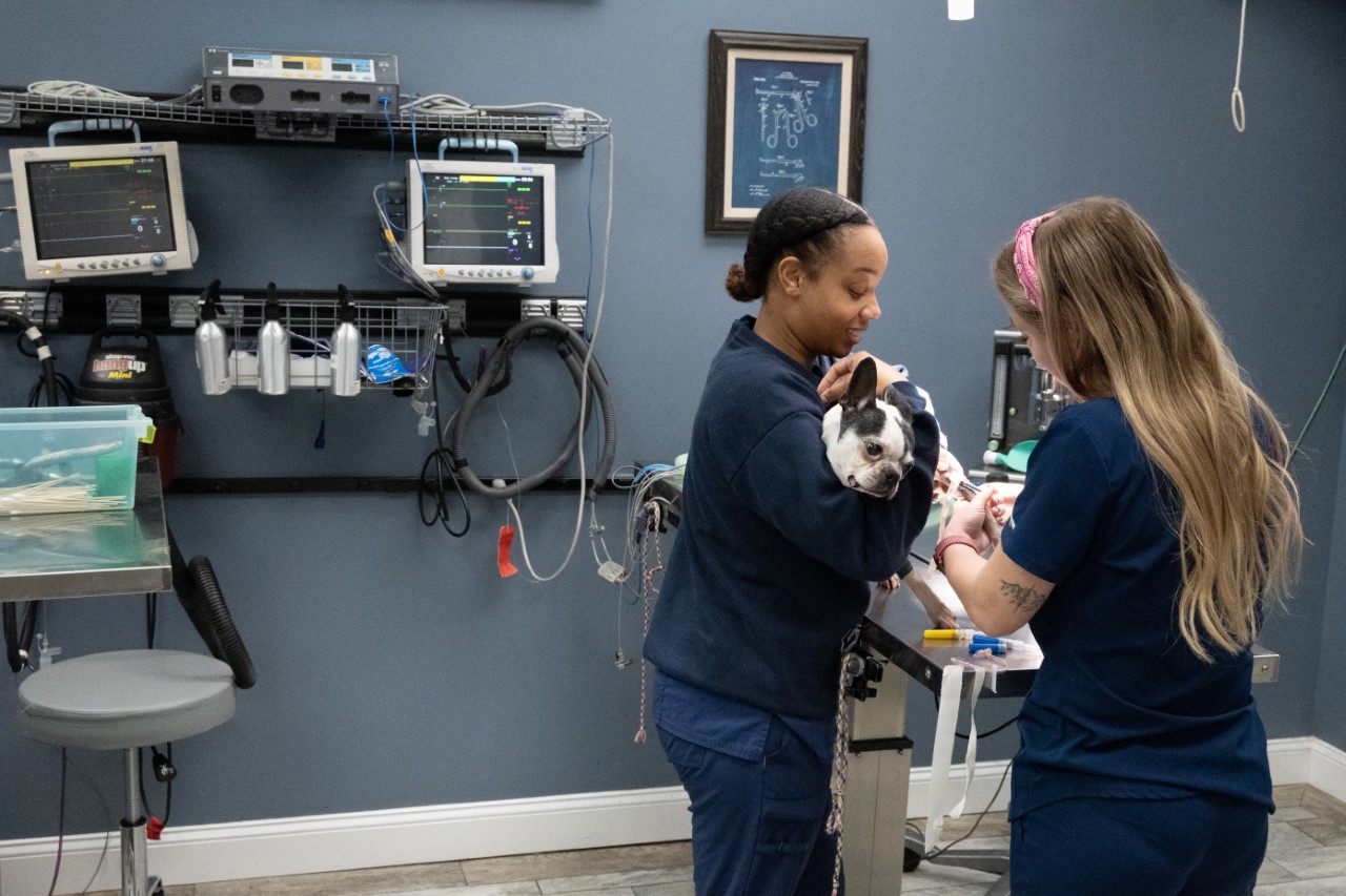 Two vets provide care to a small black and white dog