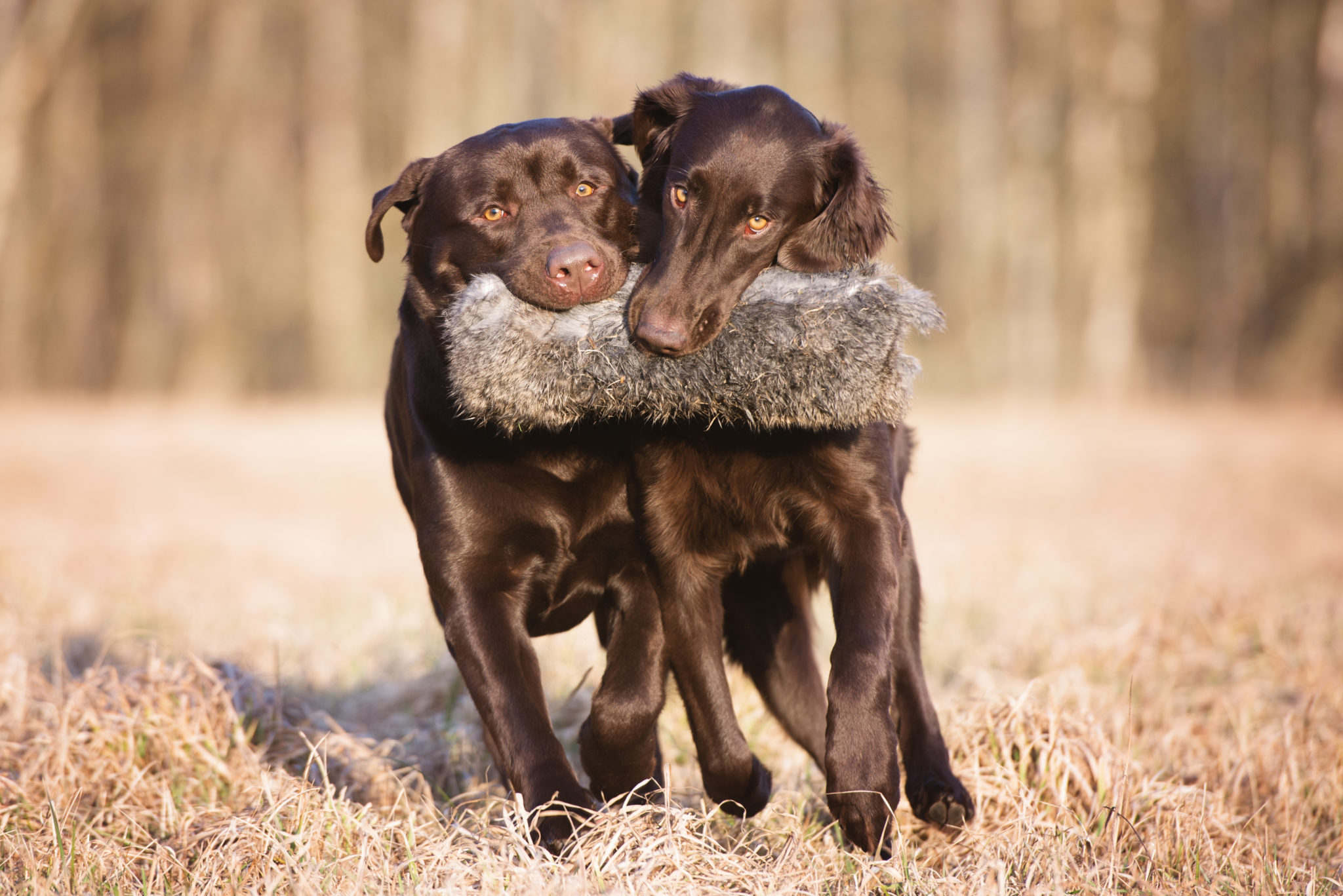 All Services | Kennesaw Mountain Veterinary Services